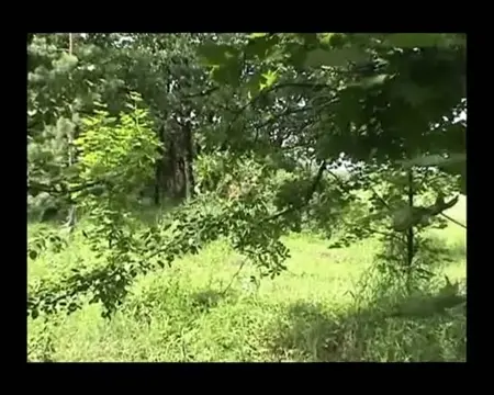 Рыжая тетка переодевается в кустах